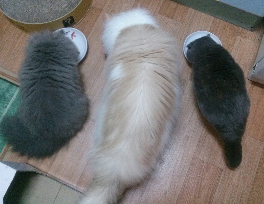 돼지3남매 이미지