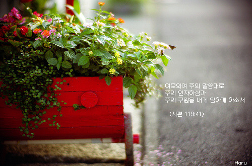 포도나무365 이미지