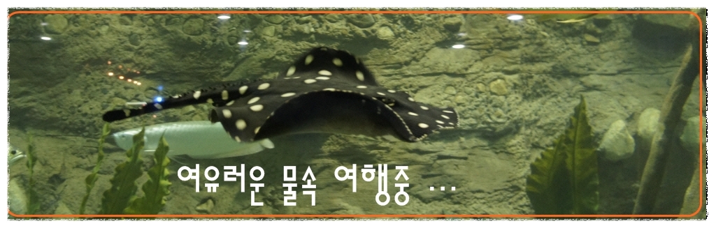 아쿠아월드 이미지