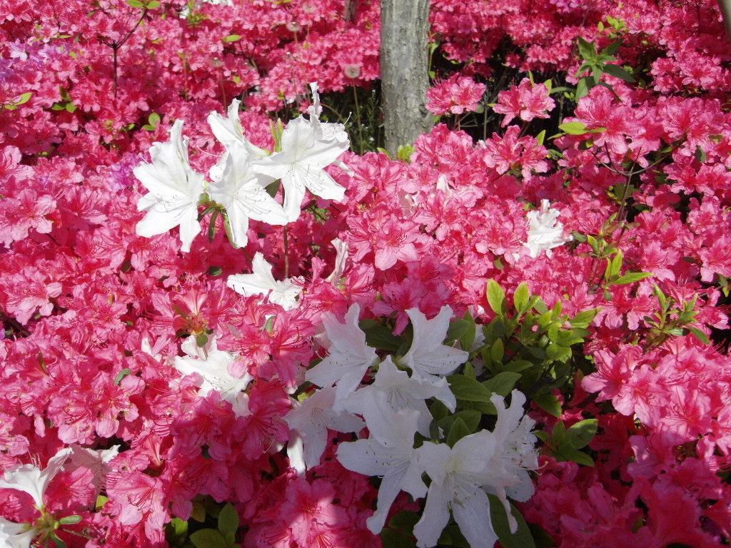 삼성조경 이미지