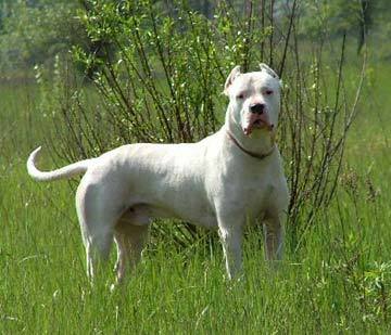 도고(DOGO) 이미지