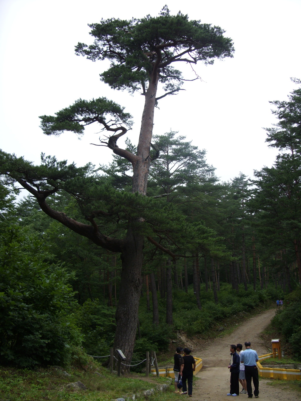 소나무 군락지 이미지