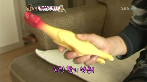 [동물농장] 지팡이 짚고 걷는 심봉사 개 또또라오 | 인스티즈