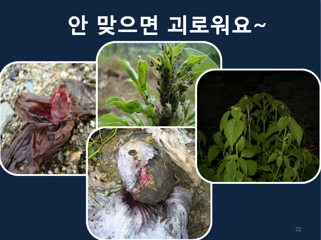 씨드림 이미지