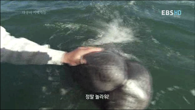 인간을 용서한 고래 | 인스티즈