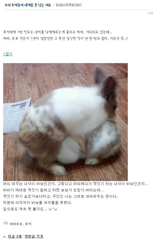 토끼 이미지