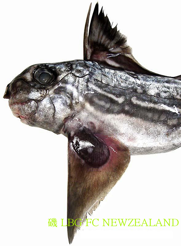 143460564D4ECC822E318C