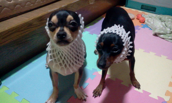 꼴통 이미지