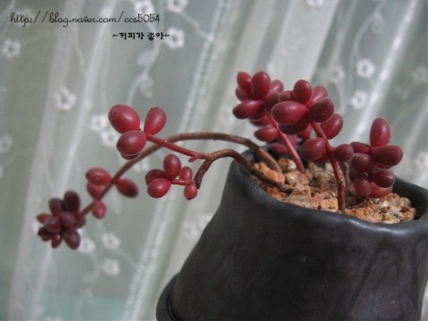 땡글이 이미지