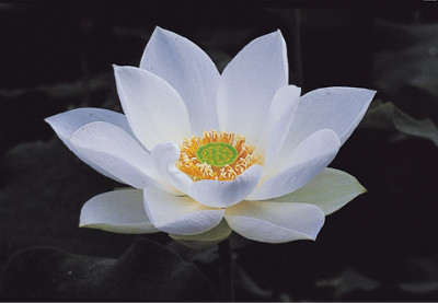 산들바람 이미지