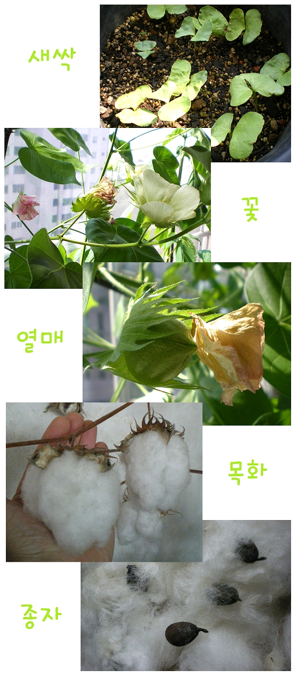 목화까페 이미지