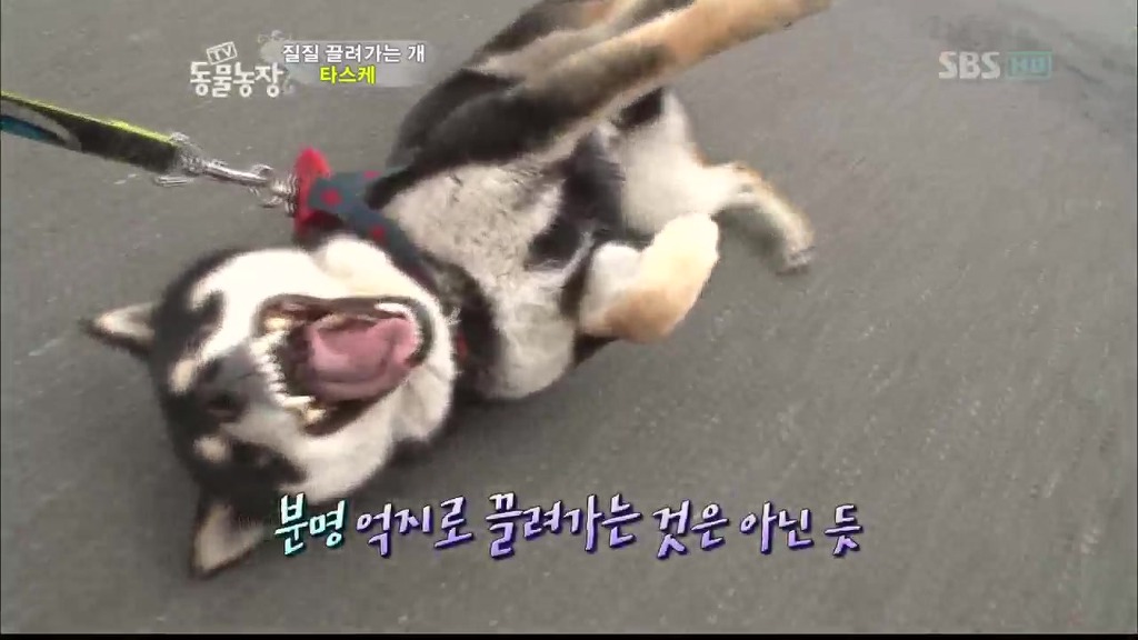 [동물농장] 목줄로 질질 끌려다니는 개.JPG | 인스티즈