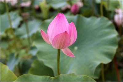 나반 이미지