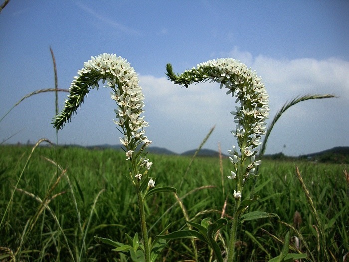 준주 이미지