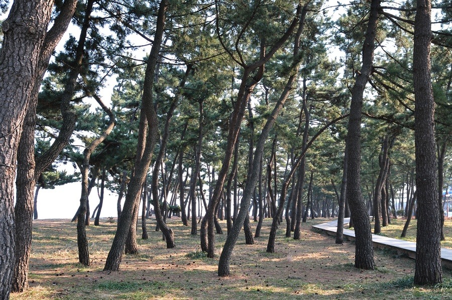 해송 이미지