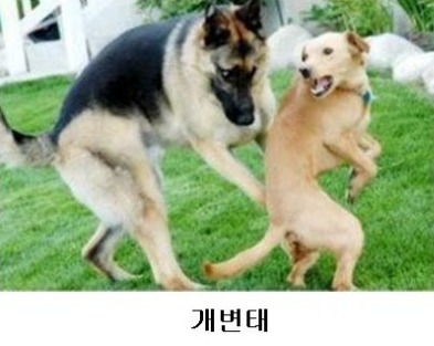 뮤뮤 이미지