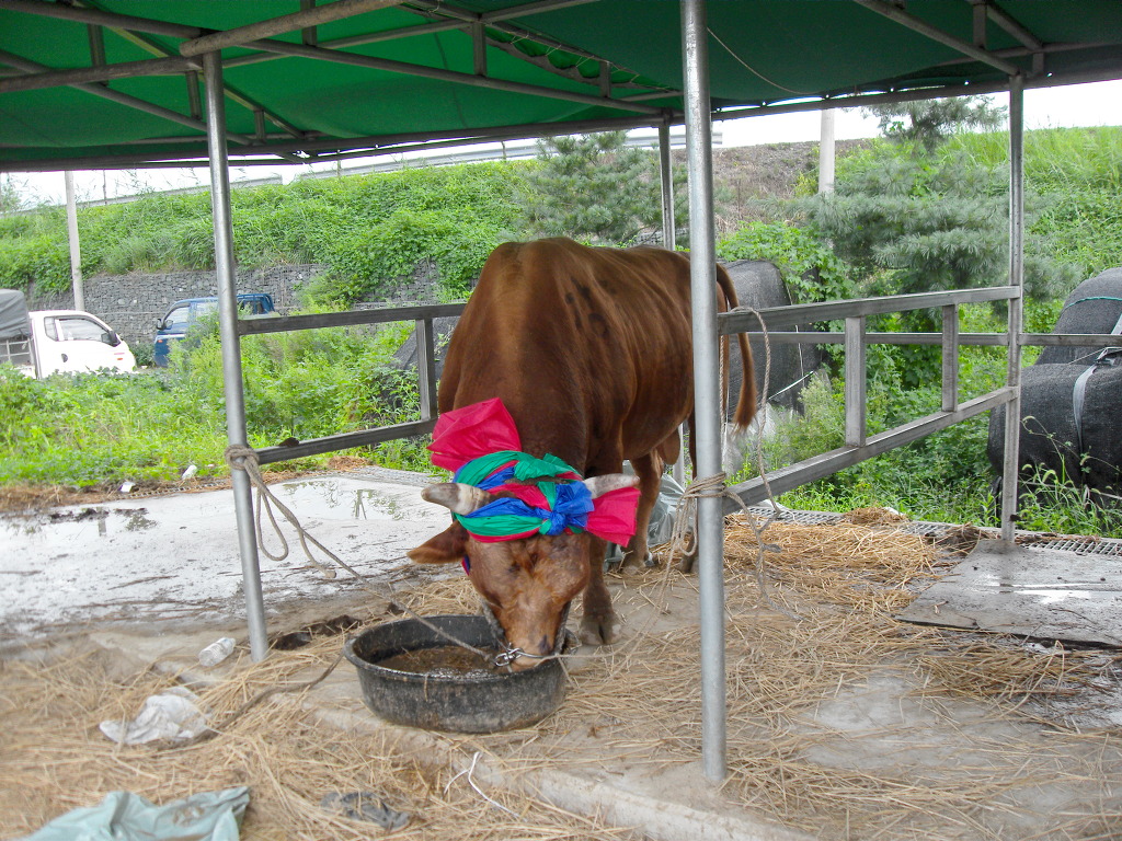 바보오리농장 이미지