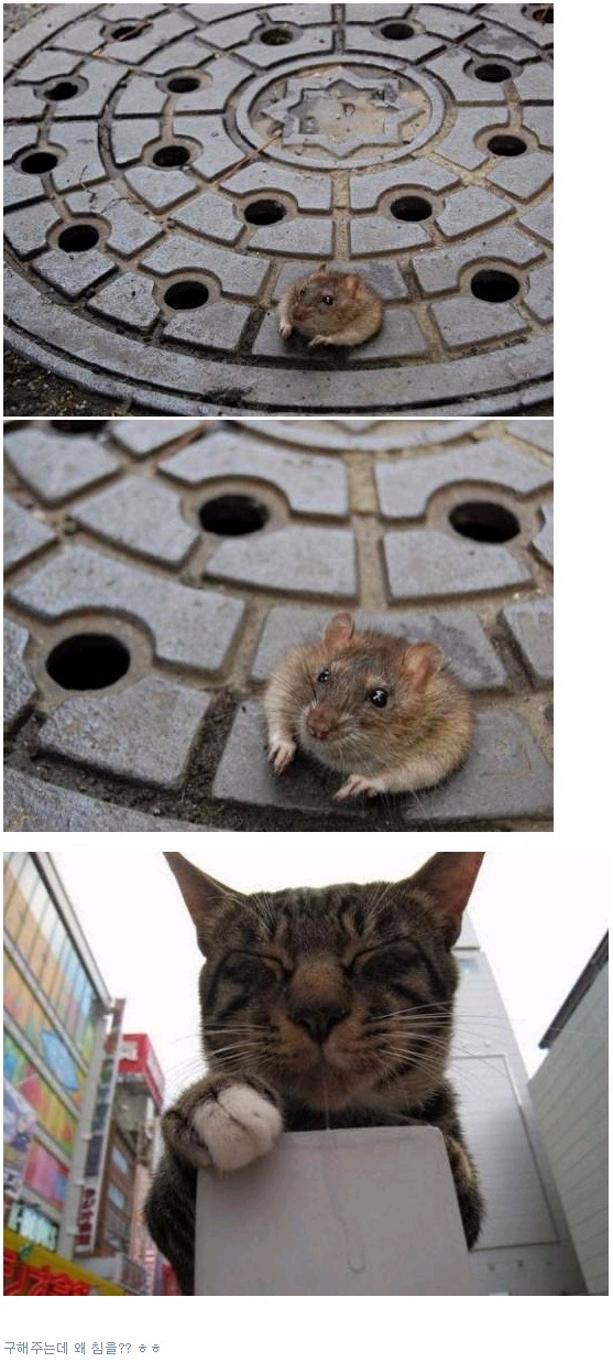 이리온 이미지