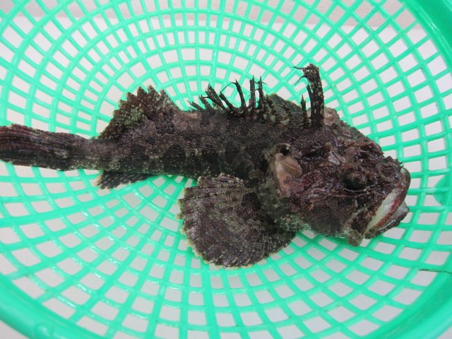 삼식이 이미지