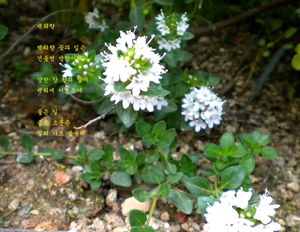희로 이미지