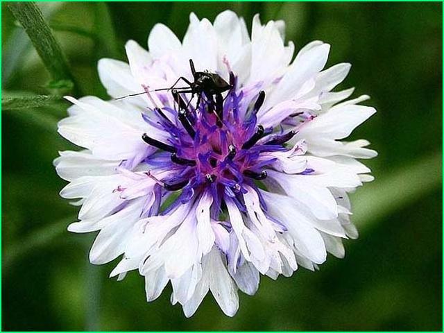 행복flower 이미지