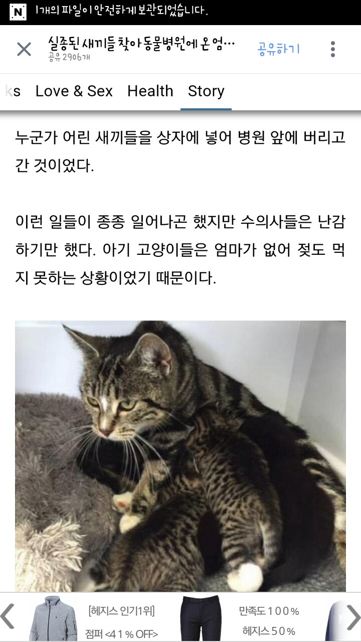 실종된 새끼들 찾아 동물병원에 온 엄마 고양이 | 인스티즈