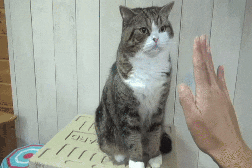 냥이 전자 vs 후자.gif | 인스티즈