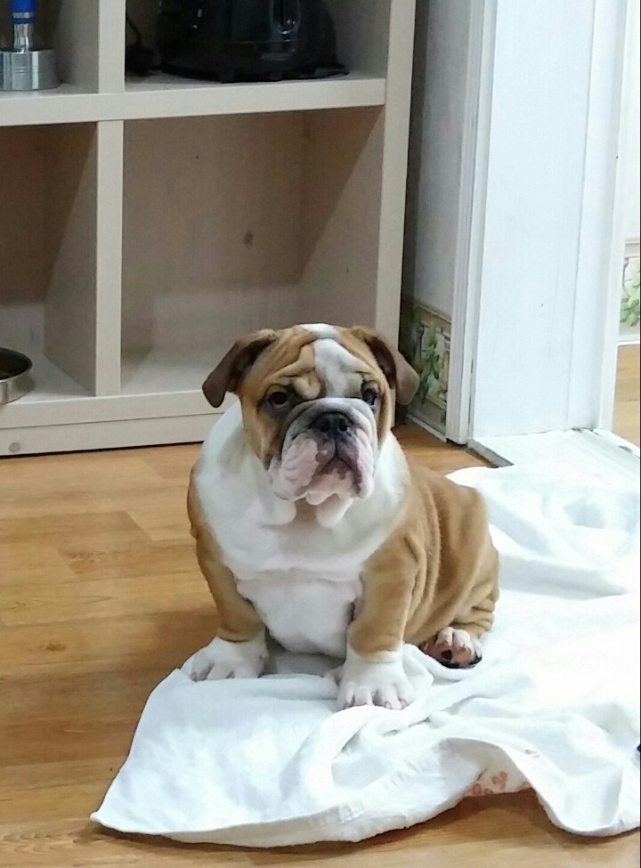 오드리 이미지