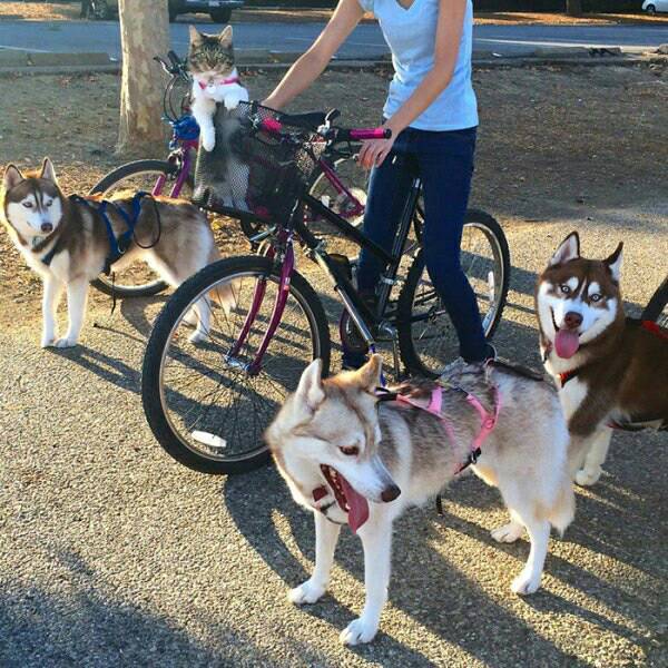 시베리안 허스키와 고양이.jpg | 인스티즈