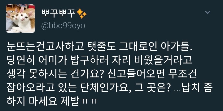 아기길냥이 구조를 함부로 하면 안되는 이유 | 인스티즈