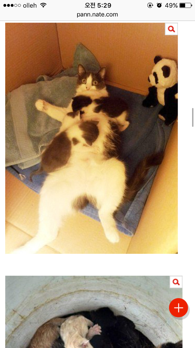 엄빠가 된 게 뿌듯한 고양이들 | 인스티즈