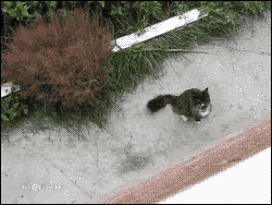 고양이 전용 승강기 .GIF | 인스티즈