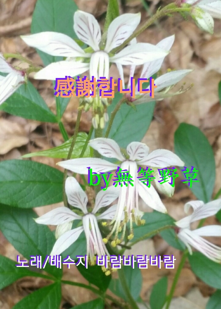 백선 이미지