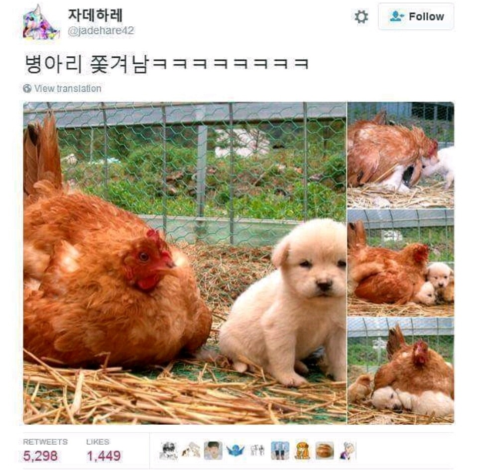 병아리 밀어내고 자리 차지한 강아지 | 인스티즈