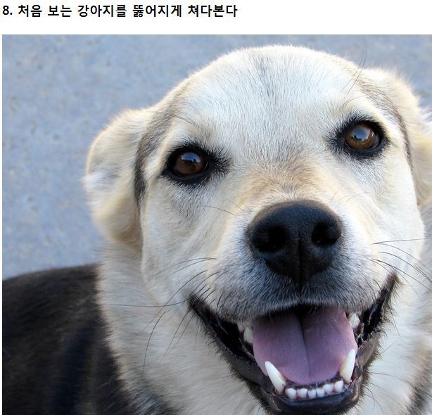 강아지가 싫어하는 8가지 행동.jpg | 인스티즈