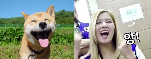 시바견이 사나인지 사나가 시바견인지 | 인스티즈