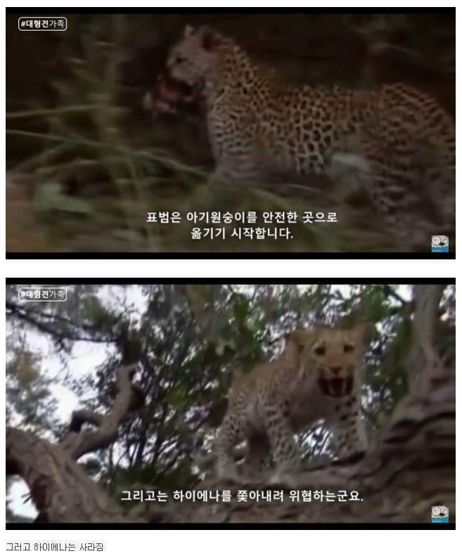 새끼가 있는줄 모르고 어미를 죽인 표범 | 인스티즈
