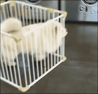 만약 안귀엽다면 우리나라를 떠나겠습니다.gif | 인스티즈