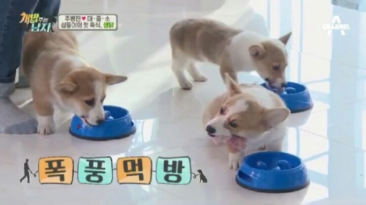 [개밥주는남자] 웰시코기 삼둥이 대중소 식탐고치기 (feat.갓형욱) | 인스티즈