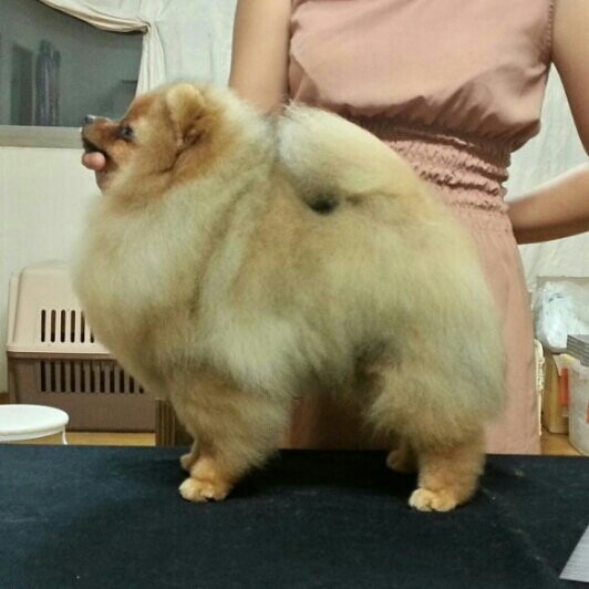 야야 이미지