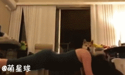 주인님 같이 놀아여.gif | 인스티즈