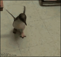 새끼 펭귄들.jpgif | 인스티즈