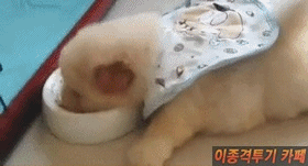 강아지들 | 인스티즈