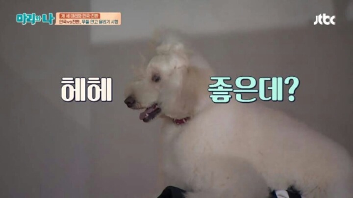 [마리와나] 푸들 안고 달리기 시합하기 | 인스티즈