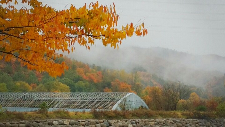 구마네 이미지