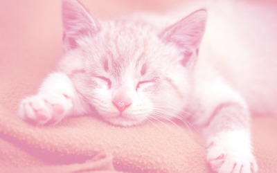 Tumblr : #cat #pink | 인스티즈