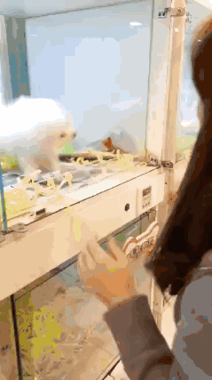 이게 안귀엽다면 우리나라를 떠나겠습니다.jpg | 인스티즈