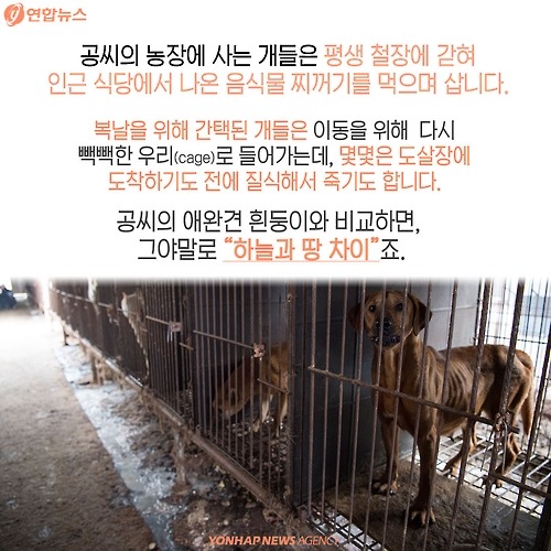 복날의 개를 좋아하세요? | 인스티즈