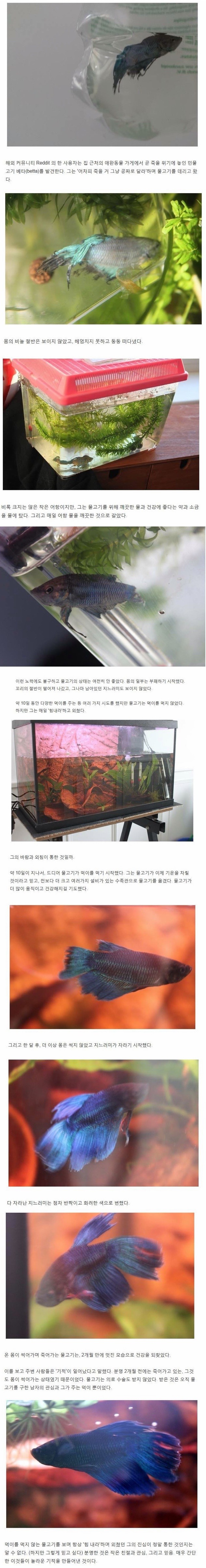 죽어가는 물고기를 살린 한마디 | 인스티즈