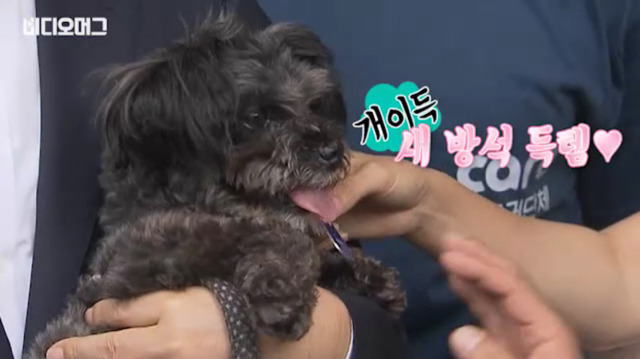 토리가 새마약방석이 맘에 들었나보다(영상） | 인스티즈